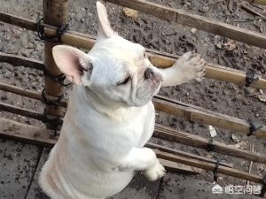 法斗犬怎么养(法斗犬怎么养最好)-警犬训练器材厂家 _警犬训练用品_工作犬训练用品-南京开久警犬装备