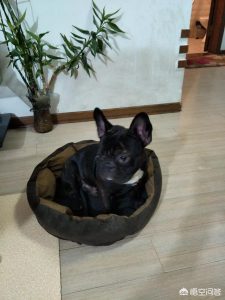 2017母狗找现实主人-警犬训练器材厂家 _警犬训练用品_工作犬训练用品-南京开久警犬装备