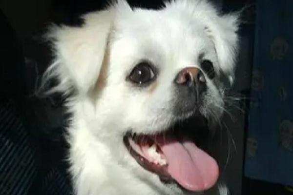 狗叫声大全试听mp3(狗叫声大全试听mp3二百五) - 警犬训练器材厂家 _警犬训练用品_工作犬训练用品-南京开久警犬装备-警犬训练器材厂家 _警犬训练用品_工作犬训练用品-南京开久警犬装备