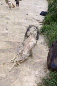 流浪狗(流浪狗模拟器)-警犬训练器材厂家 _警犬训练用品_工作犬训练用品-南京开久警犬装备