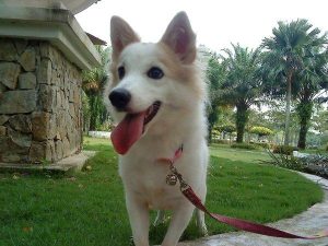 芬兰猎犬(芬兰猎犬好养吗)-警犬训练器材厂家 _警犬训练用品_工作犬训练用品-南京开久警犬装备