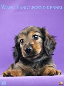 迷你腊肠价格迷你腊肠犬多少钱一只-警犬训练器材厂家 _警犬训练用品_工作犬训练用品-南京开久警犬装备