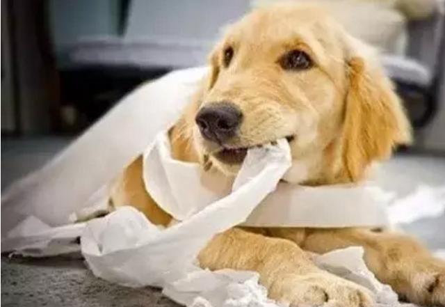 狗吃多了的表现(狗吃了尖锐东西表现) - 警犬训练器材厂家 _警犬训练用品_工作犬训练用品-南京开久警犬装备-警犬训练器材厂家 _警犬训练用品_工作犬训练用品-南京开久警犬装备