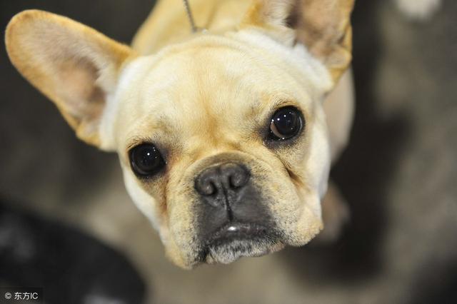 刚出生的狗狗拉稀怎么回事(狗狗拉稀是怎么回事) - 警犬训练器材厂家 _警犬训练用品_工作犬训练用品-南京开久警犬装备-警犬训练器材厂家 _警犬训练用品_工作犬训练用品-南京开久警犬装备