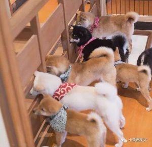 豆柴成犬体重_豆柴成犬体重标准-警犬训练器材厂家 _警犬训练用品_工作犬训练用品-南京开久警犬装备