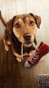 高清狗狗锁屏壁纸(苹果锁屏壁纸高清)-警犬训练器材厂家 _警犬训练用品_工作犬训练用品-南京开久警犬装备