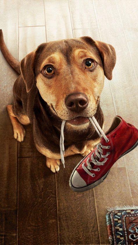 高清狗狗锁屏壁纸(苹果锁屏壁纸高清) - 警犬训练器材厂家 _警犬训练用品_工作犬训练用品-南京开久警犬装备-警犬训练器材厂家 _警犬训练用品_工作犬训练用品-南京开久警犬装备