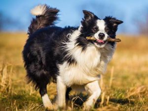 世界十大名狗  世界名犬品种大全-警犬训练器材厂家 _警犬训练用品_工作犬训练用品-南京开久警犬装备