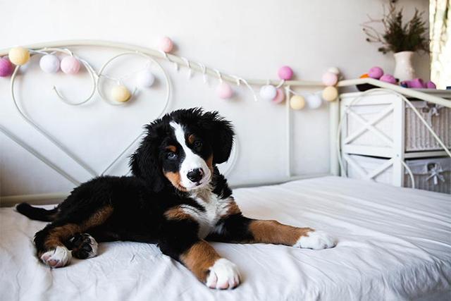 狗狗带回家(梦见捡到狗狗带回家) - 警犬训练器材厂家 _警犬训练用品_工作犬训练用品-南京开久警犬装备-警犬训练器材厂家 _警犬训练用品_工作犬训练用品-南京开久警犬装备