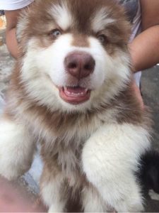 阿拉斯加 *** 犬多少钱(阿拉斯加 *** 犬多少斤)-警犬训练器材厂家 _警犬训练用品_工作犬训练用品-南京开久警犬装备