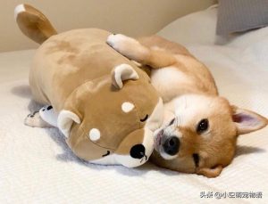 柴犬的微笑会笑的狗狗你想养吗-警犬训练器材厂家 _警犬训练用品_工作犬训练用品-南京开久警犬装备