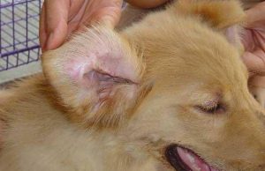 犬瘟热的症状(狗瘟疫会出现什么症状)-警犬训练器材厂家 _警犬训练用品_工作犬训练用品-南京开久警犬装备