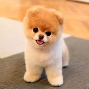 俊介犬价格( *** 俊介犬价格)-警犬训练器材厂家 _警犬训练用品_工作犬训练用品-南京开久警犬装备