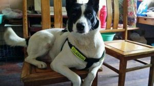 卡南犬的性格特点-警犬训练器材厂家 _警犬训练用品_工作犬训练用品-南京开久警犬装备