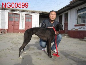 格力犬种公烈火战神(国内格力犬种公信息)-警犬训练器材厂家 _警犬训练用品_工作犬训练用品-南京开久警犬装备