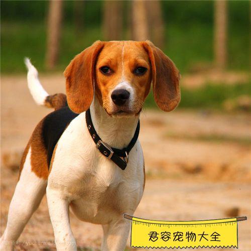 比格犬价格多少(比格犬幼犬价格) - 警犬训练器材厂家 _警犬训练用品_工作犬训练用品-南京开久警犬装备-警犬训练器材厂家 _警犬训练用品_工作犬训练用品-南京开久警犬装备
