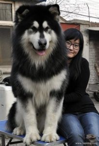 巨型阿拉斯加犬(阿拉斯加熊版)-警犬训练器材厂家 _警犬训练用品_工作犬训练用品-南京开久警犬装备