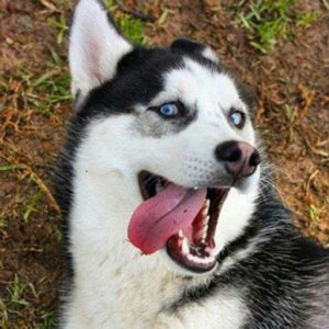 狗价格排名  狗狗价格大全-警犬训练器材厂家 _警犬训练用品_工作犬训练用品-南京开久警犬装备