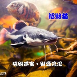 狗仔鲸可以和鹦鹉鱼养萌宠-警犬训练器材厂家 _警犬训练用品_工作犬训练用品-南京开久警犬装备