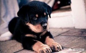 *** 护卫犬_ *** 护卫犬的品种-警犬训练器材厂家 _警犬训练用品_工作犬训练用品-南京开久警犬装备