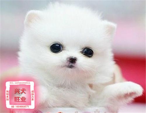 茶杯犬真的长不大吗？茶杯犬永远长不大吗 - 警犬训练器材厂家 _警犬训练用品_工作犬训练用品-南京开久警犬装备-警犬训练器材厂家 _警犬训练用品_工作犬训练用品-南京开久警犬装备