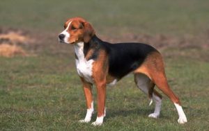 奥达猎犬的品种简介狗狗品种-警犬训练器材厂家 _警犬训练用品_工作犬训练用品-南京开久警犬装备