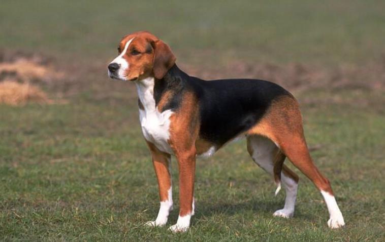 奥达猎犬的品种简介狗狗品种 - 警犬训练器材厂家 _警犬训练用品_工作犬训练用品-南京开久警犬装备-警犬训练器材厂家 _警犬训练用品_工作犬训练用品-南京开久警犬装备