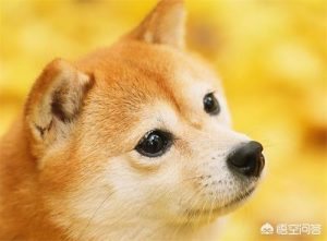 小狗有火吃什么降火好?口里有火吃什么能降火-警犬训练器材厂家 _警犬训练用品_工作犬训练用品-南京开久警犬装备