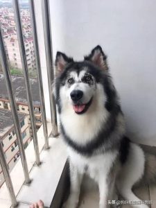 阿拉斯加犬的脾气，阿拉斯加犬的脾气怎么样-警犬训练器材厂家 _警犬训练用品_工作犬训练用品-南京开久警犬装备