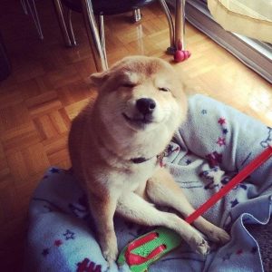 柴犬闺蜜头像一对两张(柴犬沙雕闺蜜头像)-警犬训练器材厂家 _警犬训练用品_工作犬训练用品-南京开久警犬装备