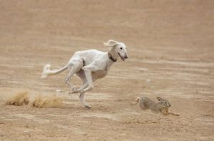 细狗撵兔(细狗撵兔犯法吗)-警犬训练器材厂家 _警犬训练用品_工作犬训练用品-南京开久警犬装备