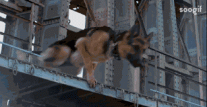 好看的警犬破案电视剧大全，好看的警匪悬疑破案电视剧大全-警犬训练器材厂家 _警犬训练用品_工作犬训练用品-南京开久警犬装备