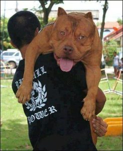 黑色比特犬是纯种吗？纯种藏獒能打过比特犬吗-警犬训练器材厂家 _警犬训练用品_工作犬训练用品-南京开久警犬装备