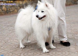 银狐犬优缺点( *** 银狐犬的优缺点)-警犬训练器材厂家 _警犬训练用品_工作犬训练用品-南京开久警犬装备