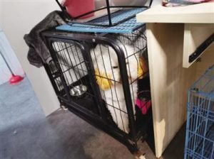 狗狗宠物用品批毛巾批发市场-警犬训练器材厂家 _警犬训练用品_工作犬训练用品-南京开久警犬装备