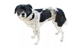 黑白花斑中华田园犬(中华田园犬花斑狗)-警犬训练器材厂家 _警犬训练用品_工作犬训练用品-南京开久警犬装备