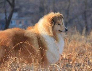 苏格兰牧羊犬好养吗(苏格兰牧羊犬为什么禁养)-警犬训练器材厂家 _警犬训练用品_工作犬训练用品-南京开久警犬装备