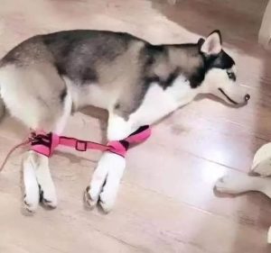 惩罚狗狗的最好的 *** (狗狗最好喂养 *** )-警犬训练器材厂家 _警犬训练用品_工作犬训练用品-南京开久警犬装备