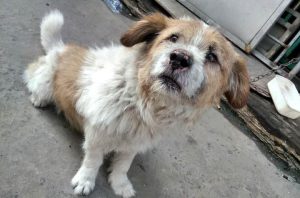 最新杂交犬种(杂交犬种 *** )-警犬训练器材厂家 _警犬训练用品_工作犬训练用品-南京开久警犬装备