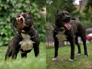 英斯塔福犬，英斯塔福犬几个月开始发粗-警犬训练器材厂家 _警犬训练用品_工作犬训练用品-南京开久警犬装备