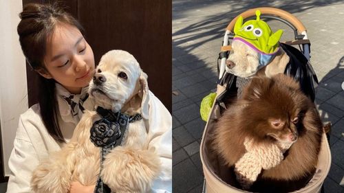 宠爱里的狗狗明星 - 警犬训练器材厂家 _警犬训练用品_工作犬训练用品-南京开久警犬装备-警犬训练器材厂家 _警犬训练用品_工作犬训练用品-南京开久警犬装备