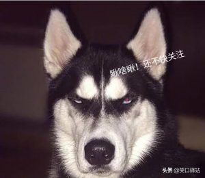 最 *** 狗排名(狗狗粘人程度排名)-警犬训练器材厂家 _警犬训练用品_工作犬训练用品-南京开久警犬装备