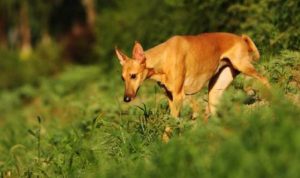 大长脸的狗狗叫什么(大长脸的狗狗叫什么名字)-警犬训练器材厂家 _警犬训练用品_工作犬训练用品-南京开久警犬装备
