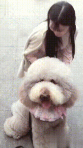 巨型泰坦狗多少钱(巨型泰坦犬多少钱一只)-警犬训练器材厂家 _警犬训练用品_工作犬训练用品-南京开久警犬装备