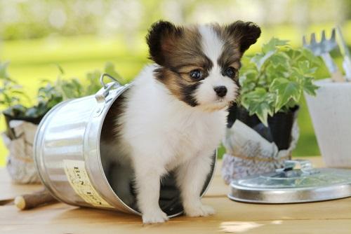 带蝴蝶犬外出散步的注意事项狗狗行为训练 - 警犬训练器材厂家 _警犬训练用品_工作犬训练用品-南京开久警犬装备-警犬训练器材厂家 _警犬训练用品_工作犬训练用品-南京开久警犬装备