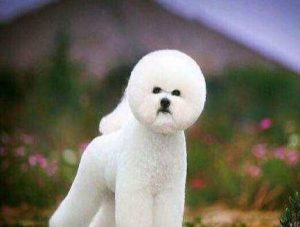 小型宠物犬有哪些？常见的宠物犬-警犬训练器材厂家 _警犬训练用品_工作犬训练用品-南京开久警犬装备