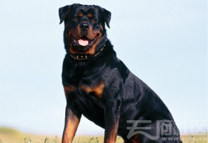 最凶猛的狗(世界最凶猛的狗)-警犬训练器材厂家 _警犬训练用品_工作犬训练用品-南京开久警犬装备