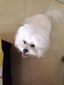 狮子狗幼犬长什么样(狮子狗幼犬多少钱一只)-警犬训练器材厂家 _警犬训练用品_工作犬训练用品-南京开久警犬装备