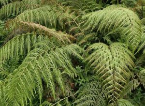 植物黄狗头的功效与作用(黄狗皮的功效与作用)-警犬训练器材厂家 _警犬训练用品_工作犬训练用品-南京开久警犬装备