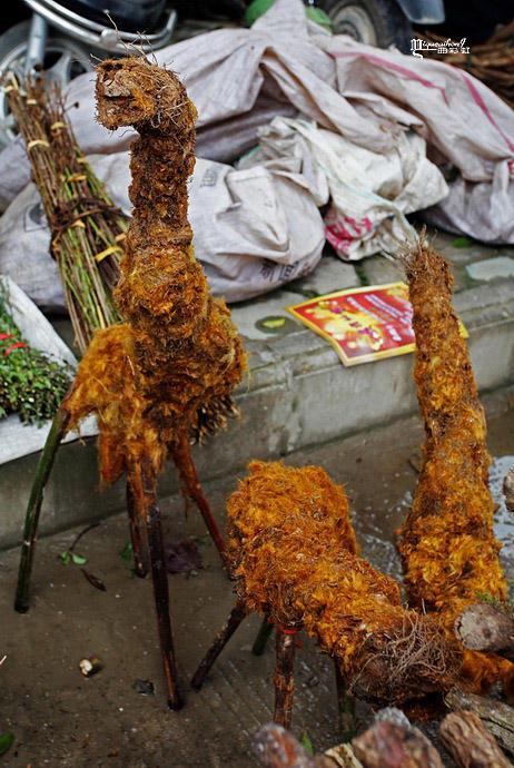 植物黄狗头的功效与作用(黄狗皮的功效与作用)-警犬训练器材厂家